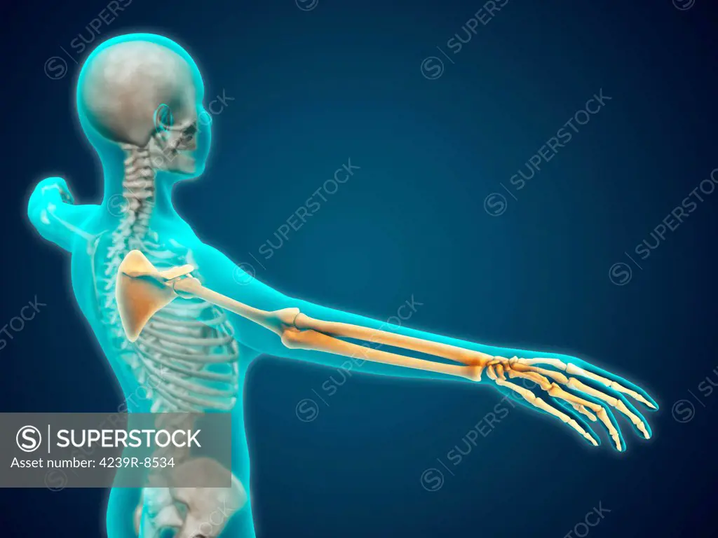 X-ray view of human body showing skeletal bones in the arm and hand.