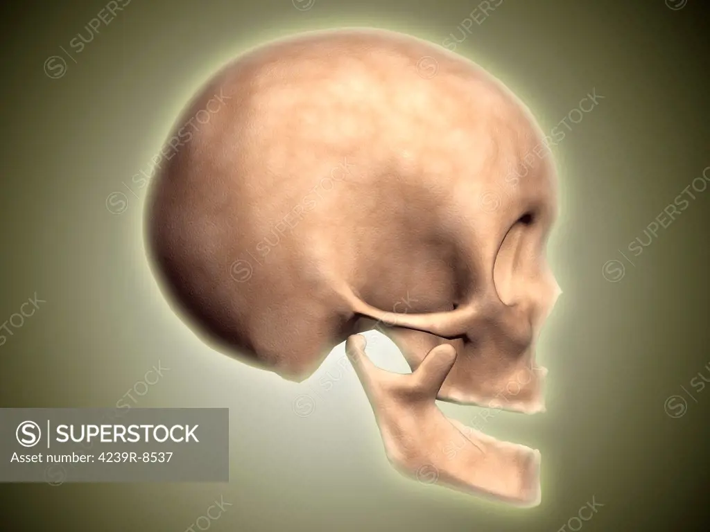 Conceptual image of human skull, side view.