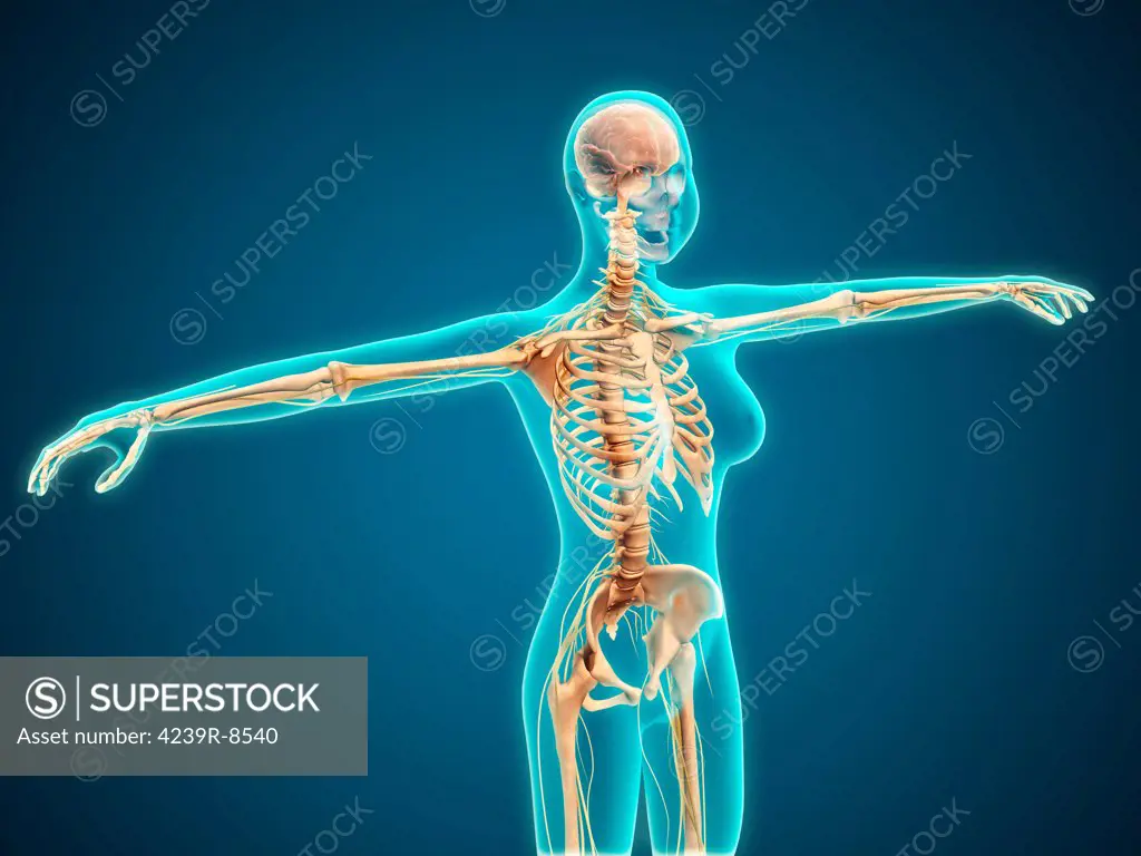 X-ray view of female body showing skeletal system.