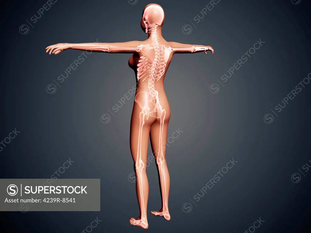 Back view of female body with skeletal system superimposed.