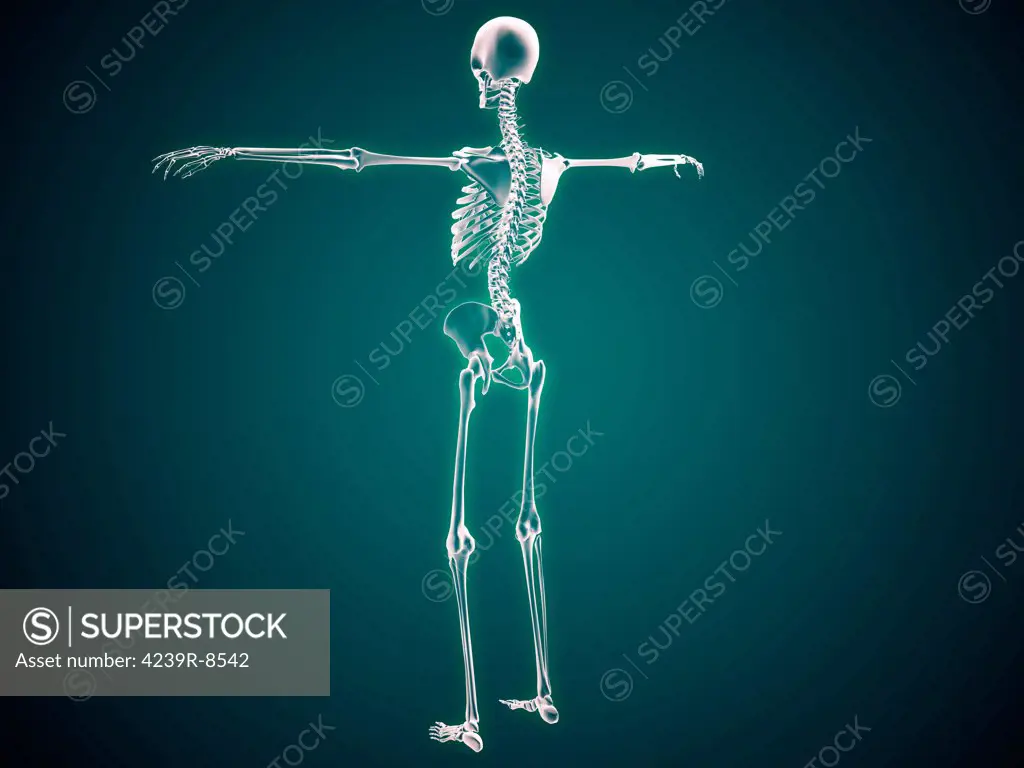 Conceptual image of human skeletal system.