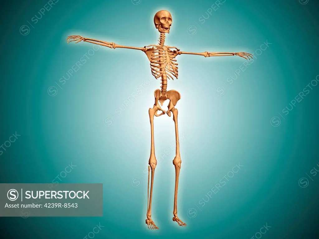Perspective view of human skeletal system.