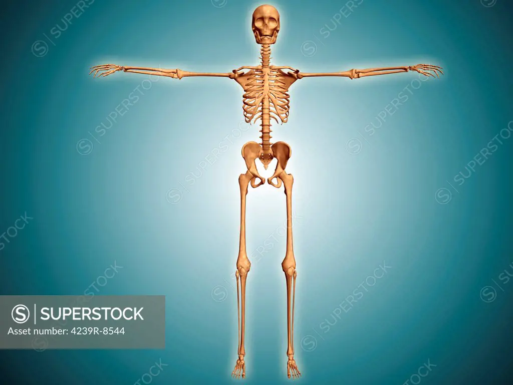 Front view of human skeletal system.
