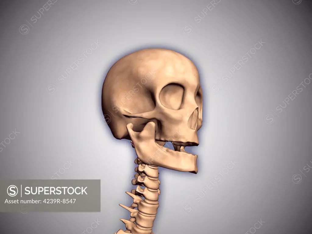 Conceptual image of human skull and spinal cord.