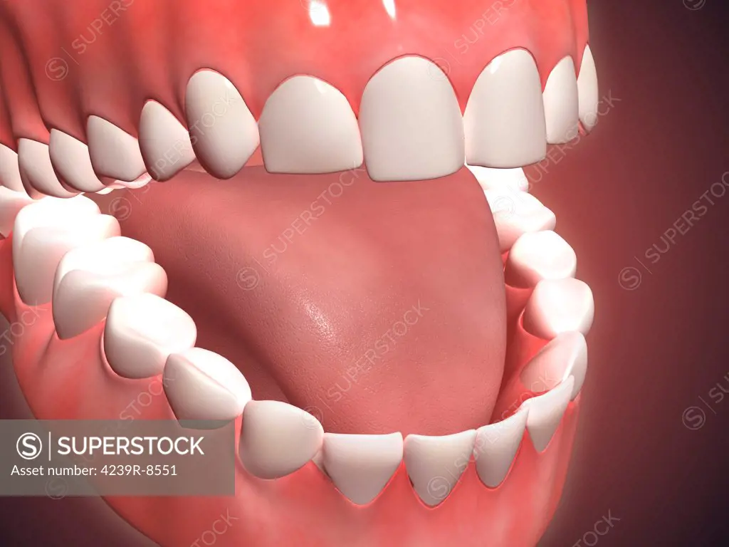 Medical illustration of human mouth open, showing teeth, gums and tongue.