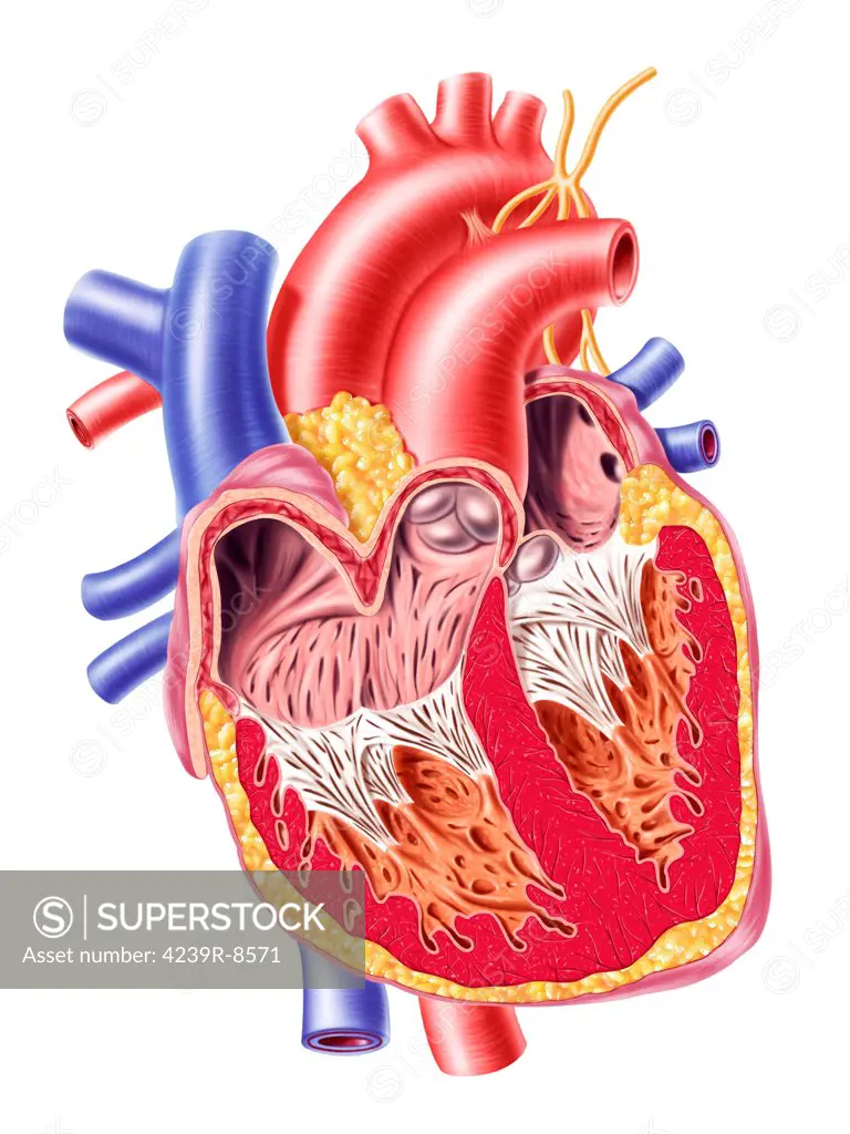 Anatomy of human heart, cross section with detailed internal structure.