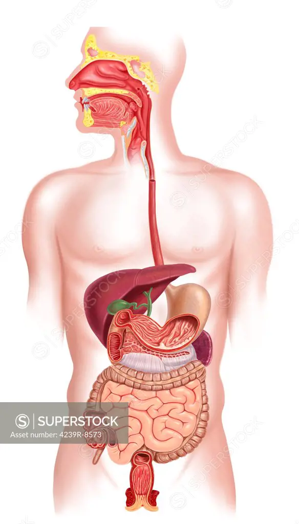 Cross section of human digestive system.