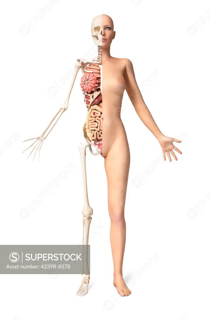 Front view of the body of a naked woman standing, with half cutaway showing skeleton and all internal organs.