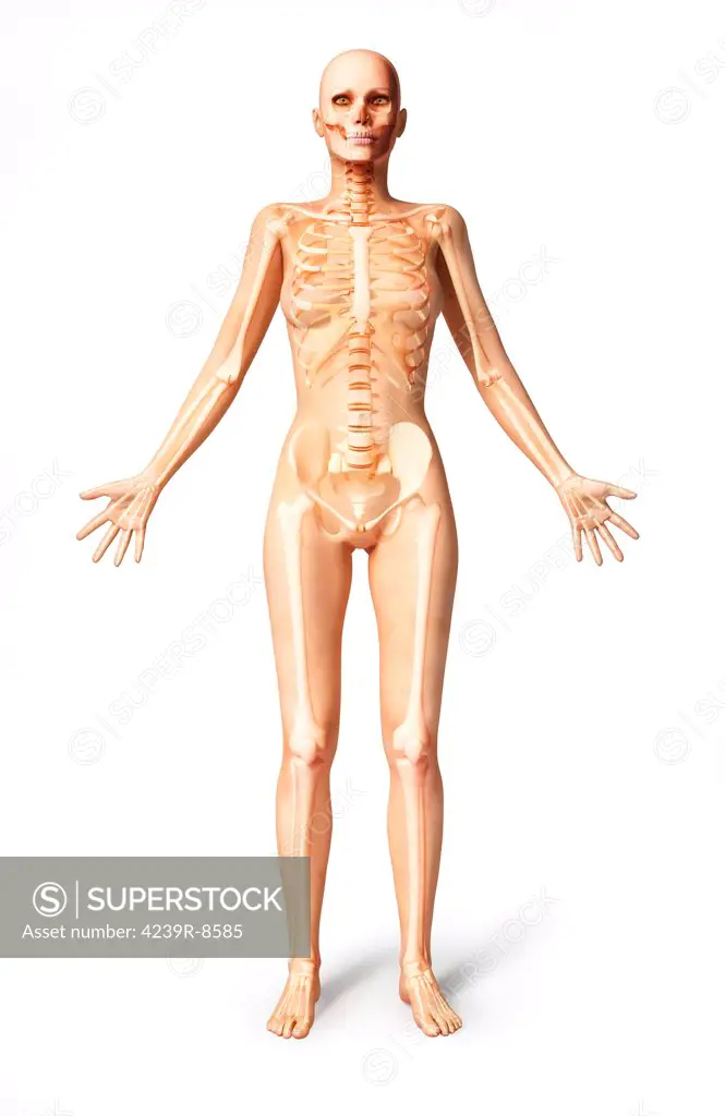 3D rendering of a naked female standing, with skeletal bones superimposed, front view.