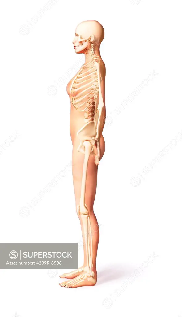 3D rendering of a naked female standing, with skeletal bones superimposed, side view.