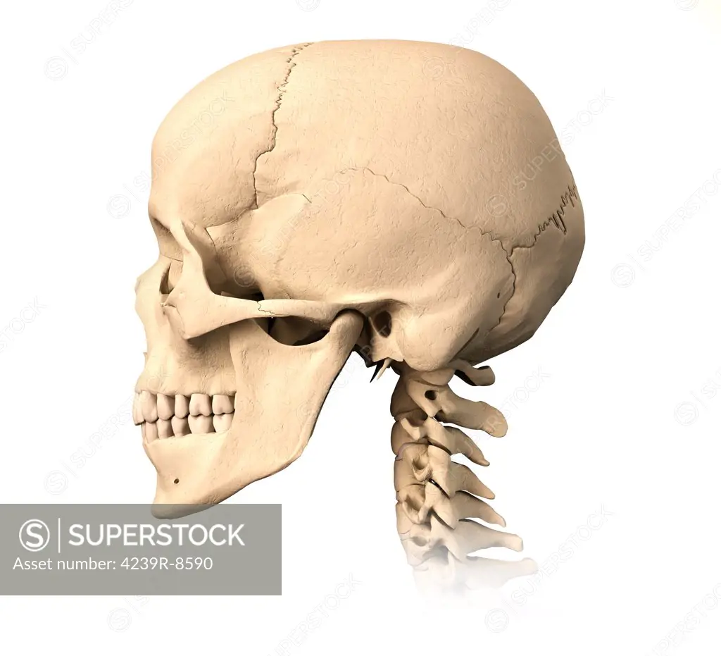 Anatomy of human skull, side view.