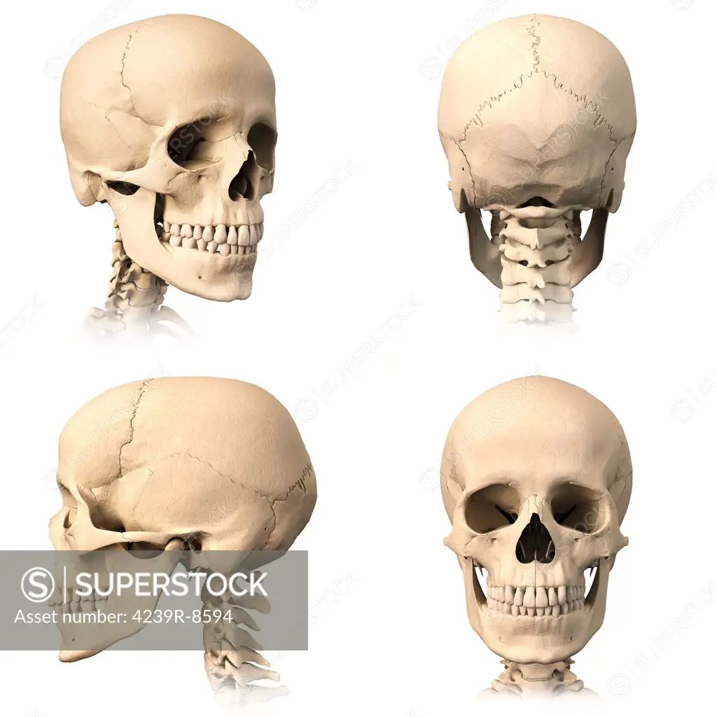Anatomy of human skull from different angles.