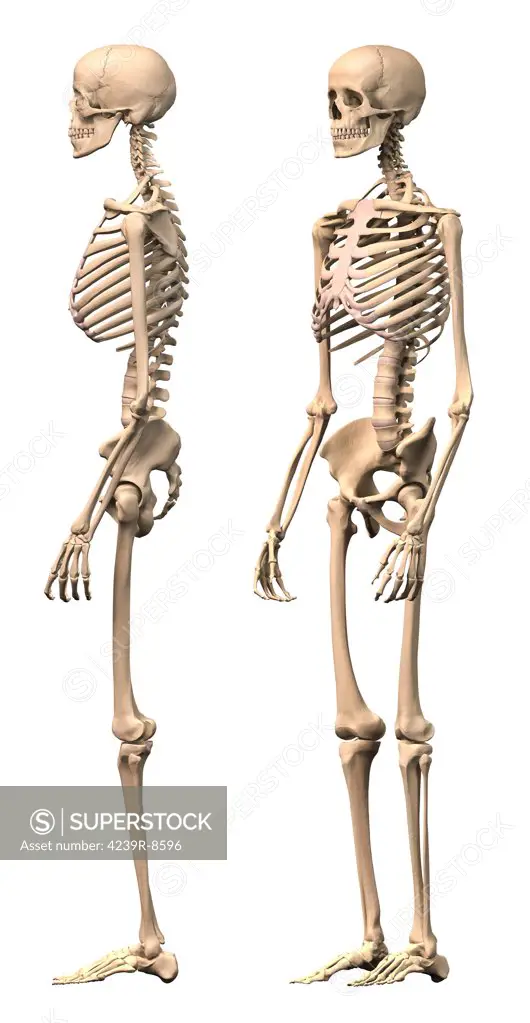 Anatomy of male human skeleton, side view and perspective view.