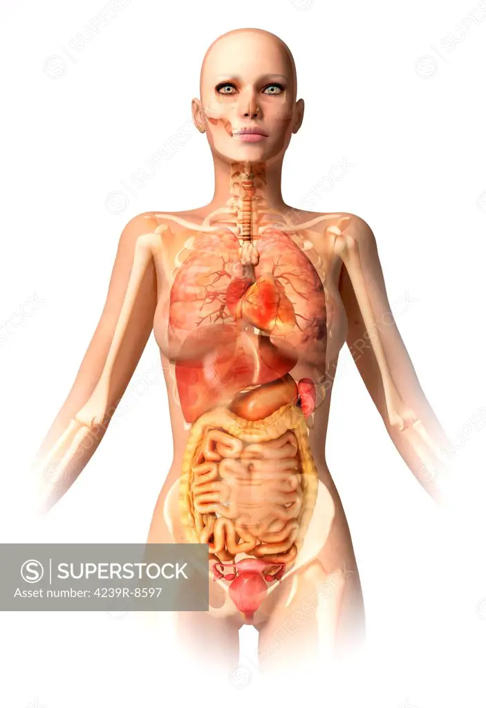 Anatomy of female body with bone skeleton and all internal organs superimposed.