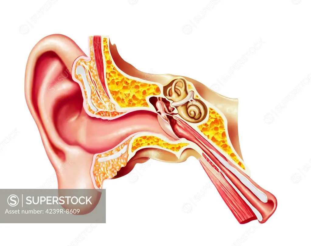 Cutaway diagram of human ear.