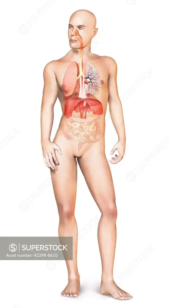 Human male body standing, with full respiratory system superimposed.