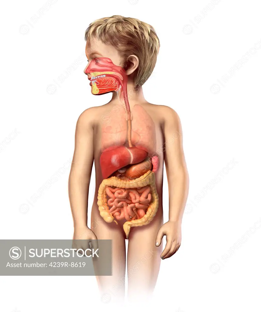 Anatomy of a child's full digestive system, including mouth and nasal cross section. Other iinternal organs appear in half tone.