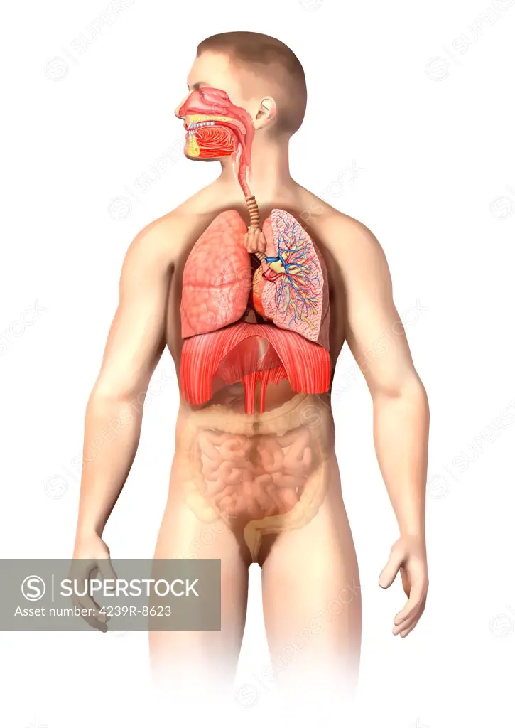 Anatomy of male respiratory system, including the mouth, cutaway view. Other internal organs are visible in half tones.