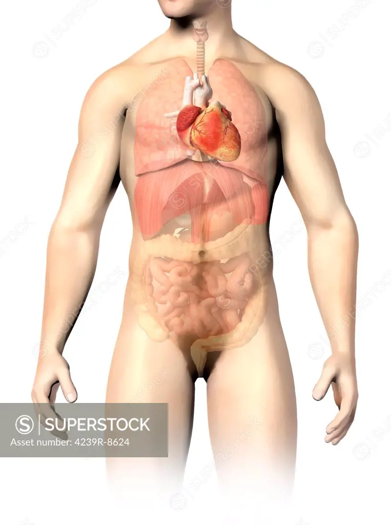 Male anatomy of internal organs, with heart highlighted and rest of organs in half tone.