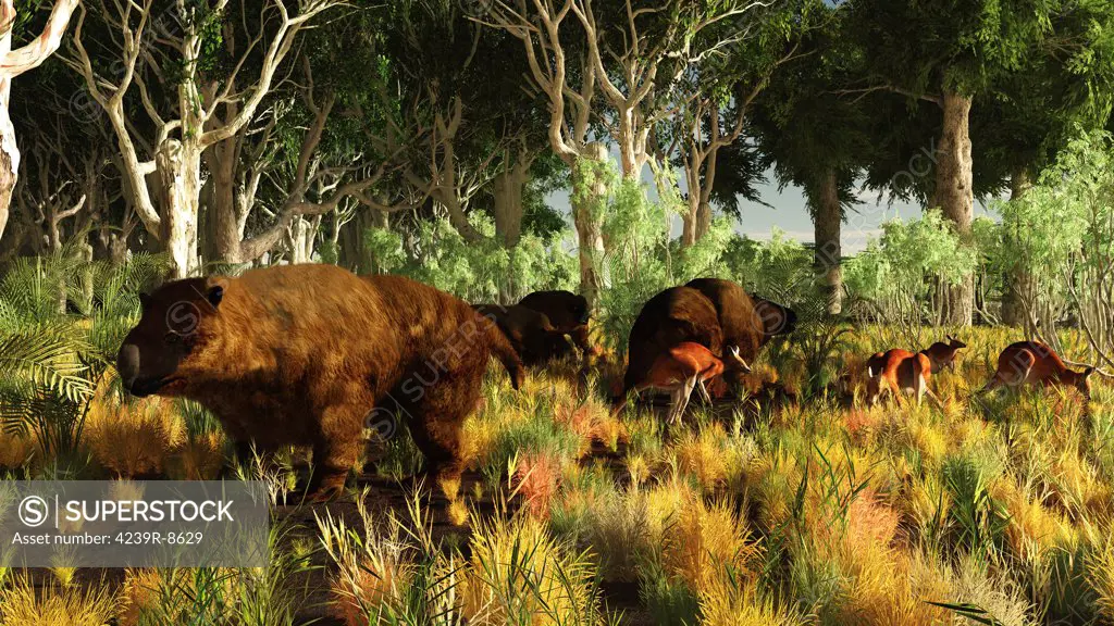 Diprotodon sharing the grounds with some early kangaroos on the edge of a Eucalyptus forest with a mix of Kauri trees and other vegetation. Diprotodon are an ancient marsupial ancestor of the wombat and koala. They lived and fed where forests changed to grasslands. Diprotodons date back to 1.6 million years ago in the fossil record until about 46,000 years ago, approximately the time the first humans began to spread through Australia.