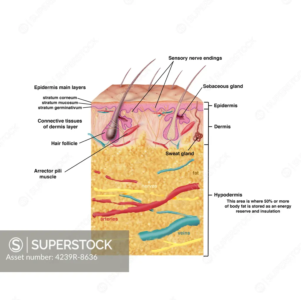Anatomy of the human skin, with annotations.