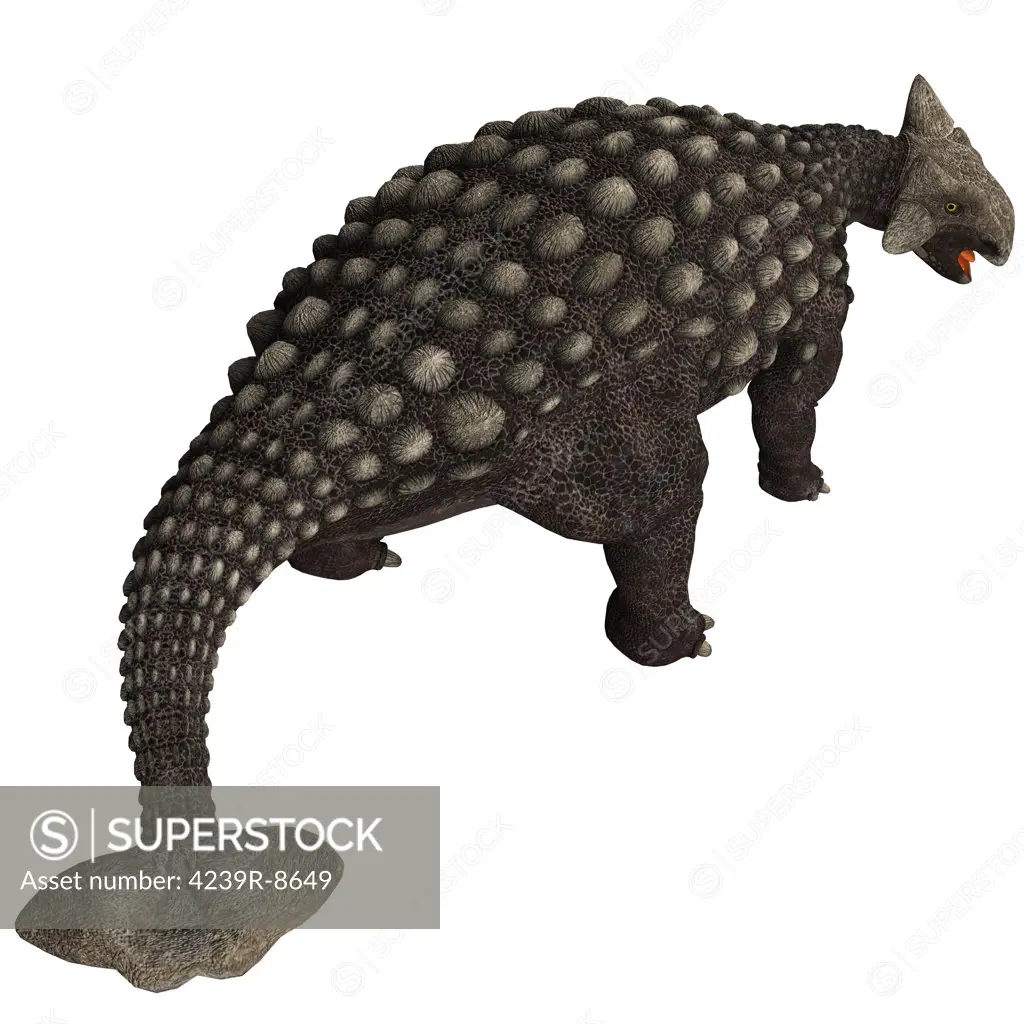 A huge armored dinosaur, Ankylosaurus was a herbivore from the Cretaceous Period.