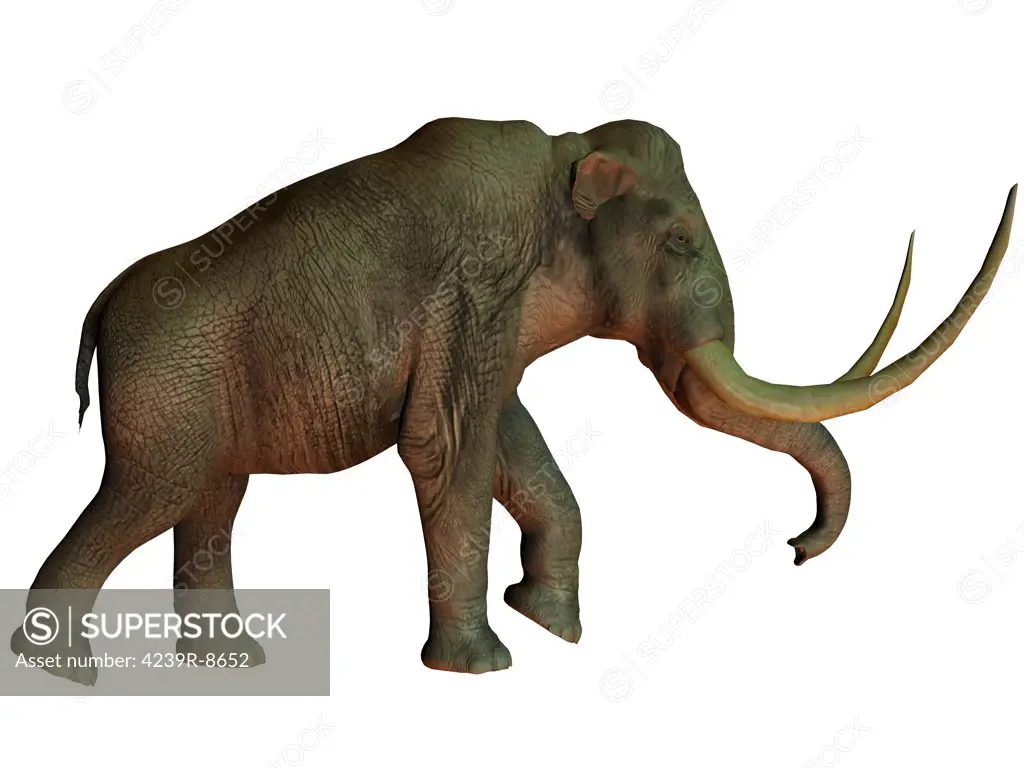 The Columbian mammoth is an extinct species of elephant that inhabited what is now the Americas in the Pleistocene Age.
