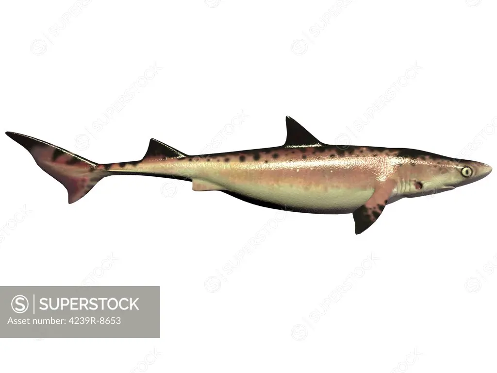 Priohybodus, an extinct shark species that lived during the Cretaceous Period of Earth's history. The hybodont shark was about 3 to 7 feet in length.