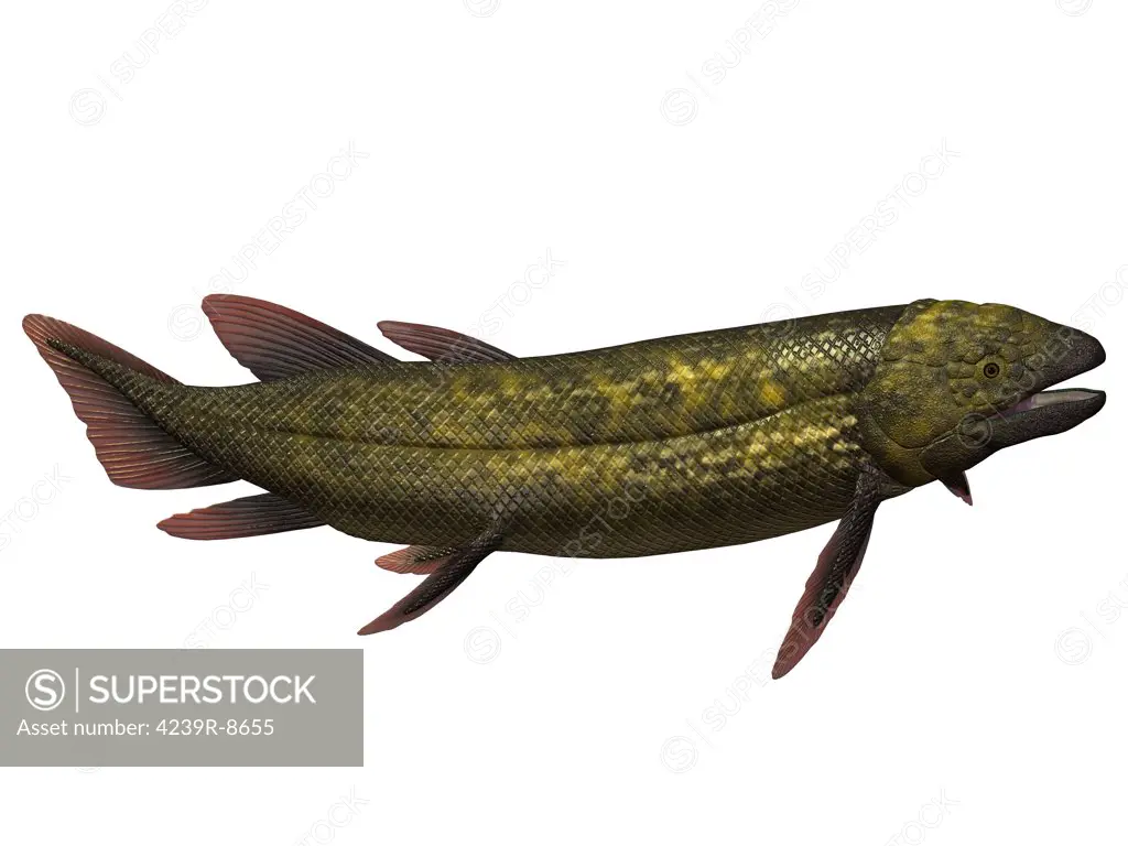 Dipterus is an extinct genus of freshwater lungfish from the Devonian period of Australia and Europe.
