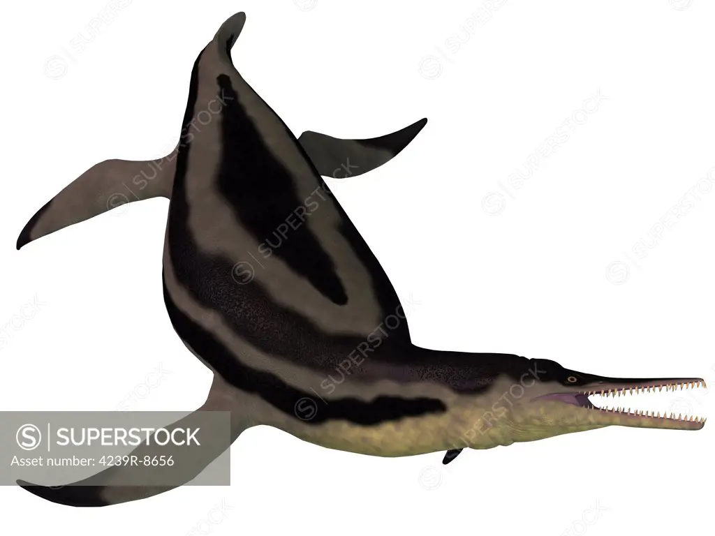 Dolichorhynchops is an extinct genus of short-neck Plesiosaur from the Cretaceous Period and lived in the oceans of North America.