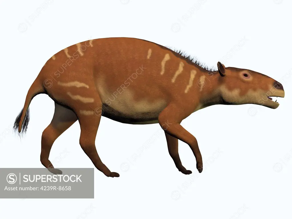 Eurohippus is one of the ancestors of the modern horse and lived in the Eocene Period in tropical forests of Europe.