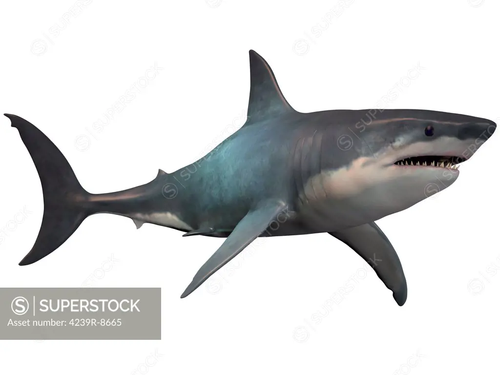 The Megalodon shark is an extinct megatoothed shark that existed in prehistoric times, from the Oligocene to the Pleistocene Epochs.