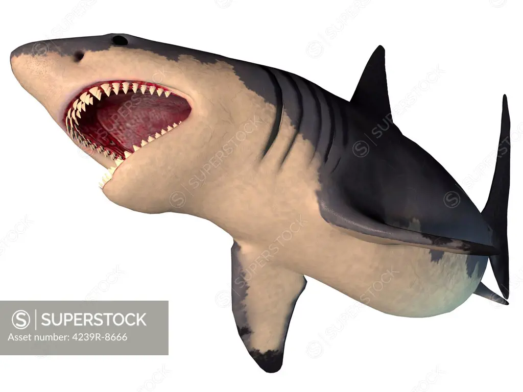 The Megalodon shark is an extinct megatoothed shark that existed in prehistoric times, from the Oligocene to the Pleistocene Epochs.