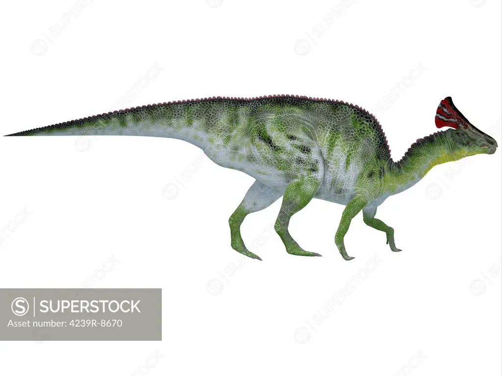 Olorotitan was a duckbilled dinosaur with a colorful fan-shaped crest on its head and existed in the Cretaceous Period.