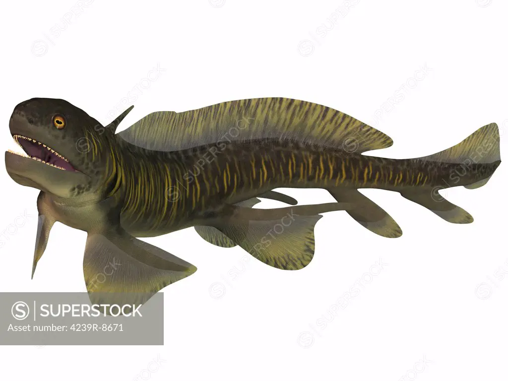 Orthacanthus was a Devonian freshwater shark that thrived in Carboniferous swamps and bayous in Europe and North America.