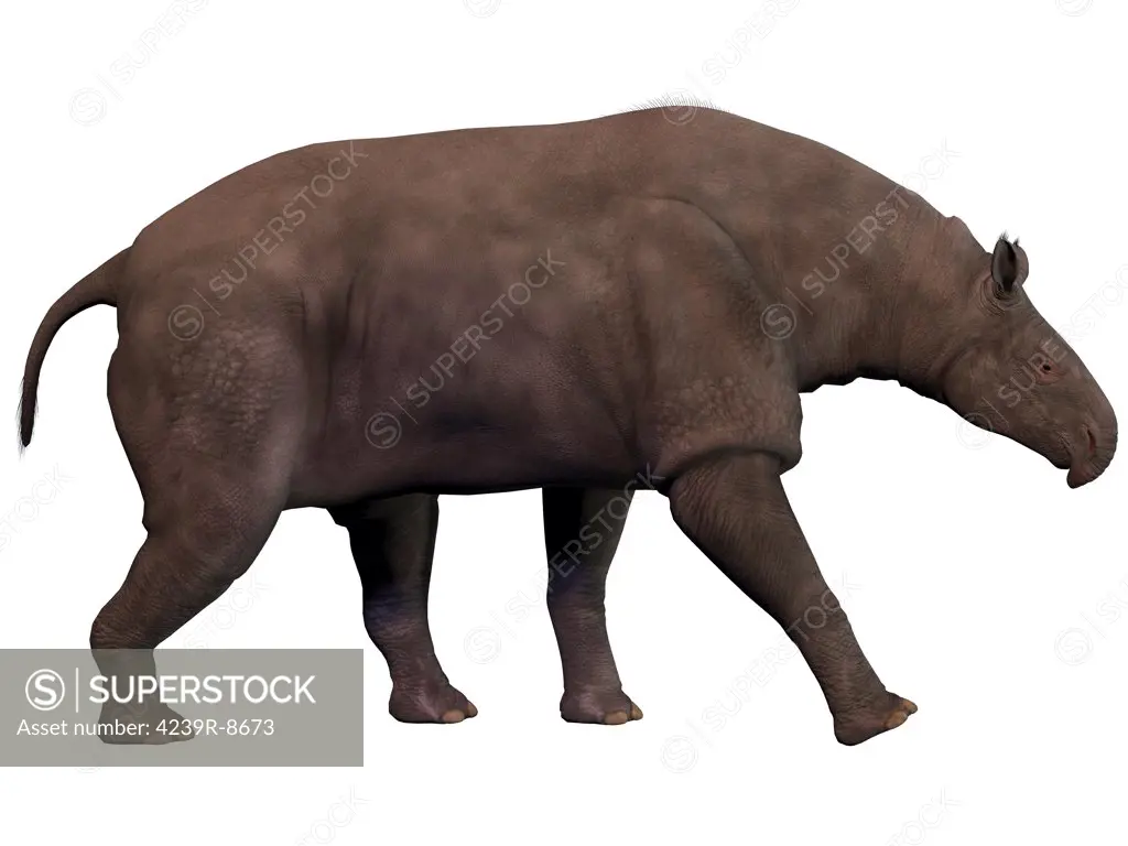 Paraceratherium also known as Indricotherium was a genus of gigantic hornless rhinoceros-like animal which was the largest land mammal ever known. It was a herbivore and lived during the Eocene to Oligocene Periods.