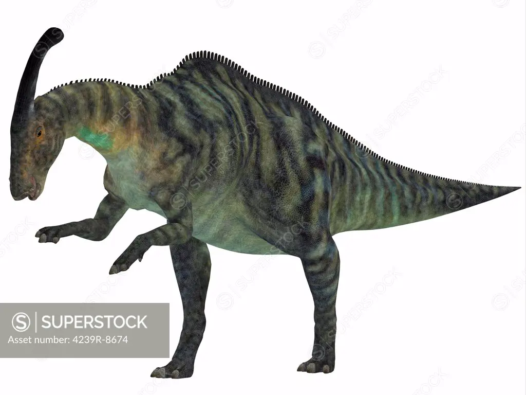 Parasaurolophus was a herbivorous hadrasaur that lived during the Cretaceous Period and was bipedal and a quadruped.