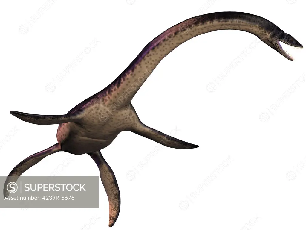 Plesiosaurus, large marine predatory reptile from the Jurassic Era.