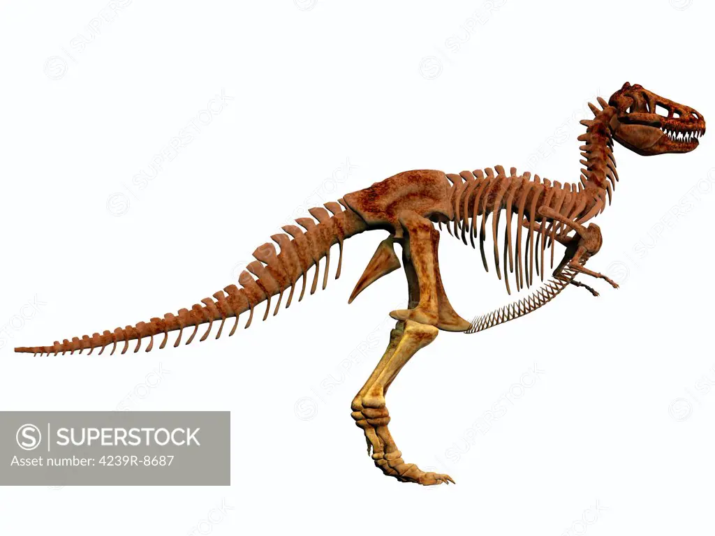 Tyrannosaurus Rex dinosaur skeleton. T-Rex was an intimidating predator that lived in North America during the Cretaceous Period.