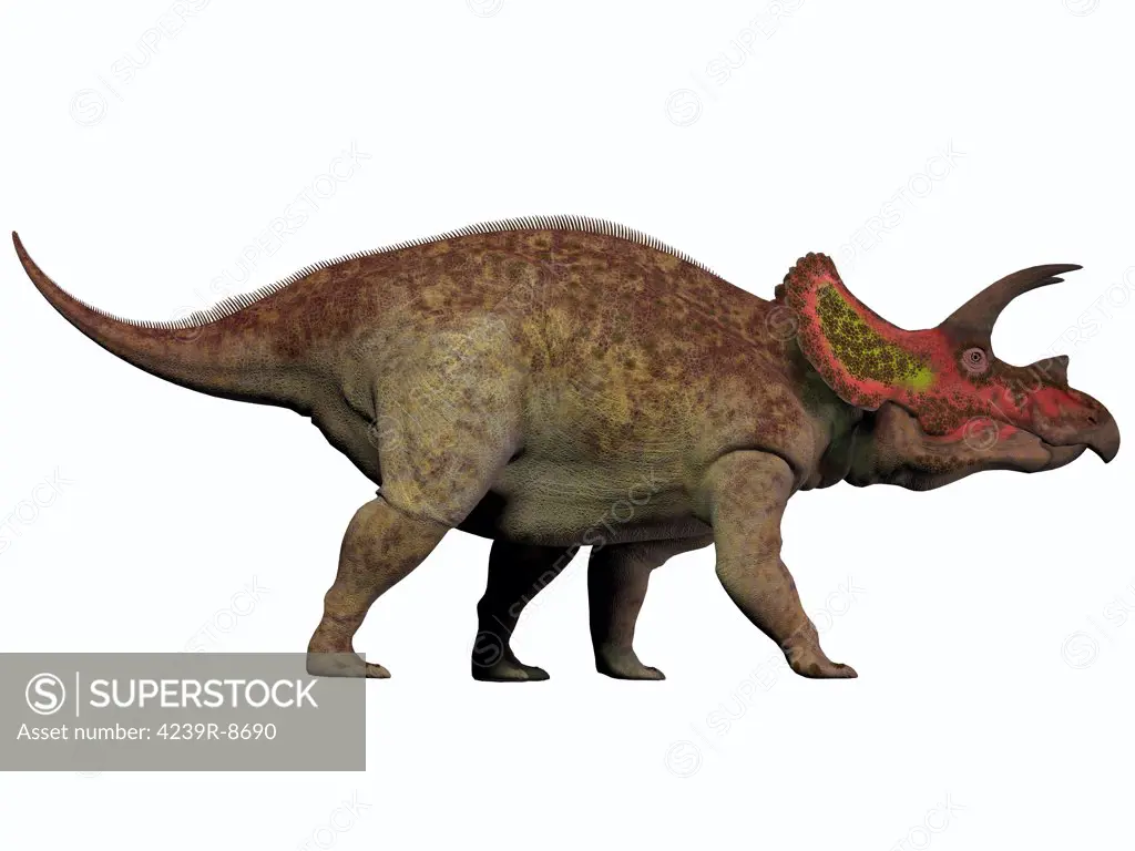 Triceratops is a genus of herbivorous dinosaur that lived in North America during the Cretaceous Period.