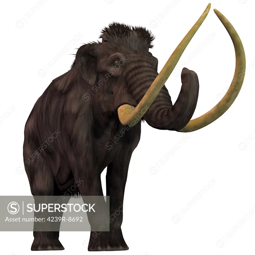 The Woolly Mammoth is an extinct herbivorous mammals that lived from the Pleistocene to the Holocene Periods.