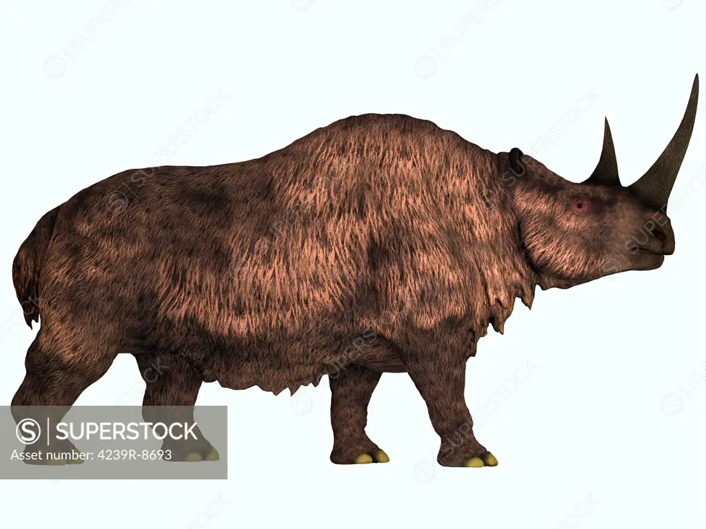 Woolly Rhinoceros is an extinct mammal that lived during the Pleistocene Period in Europe and Asia.