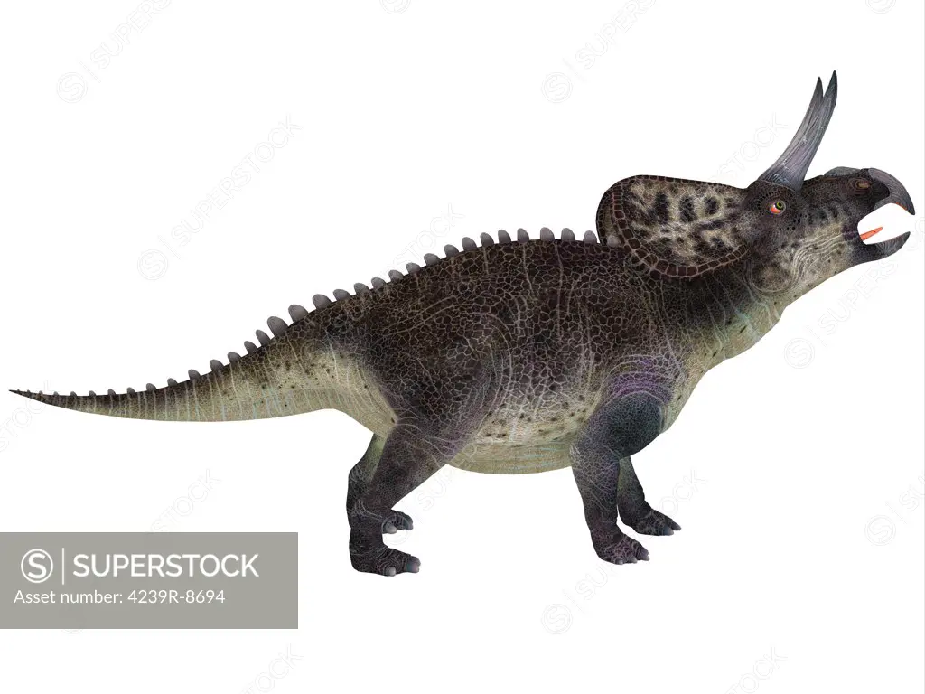 Zuniceratops, a ceratopsian herbivore from the Cretaceous Period of North America.