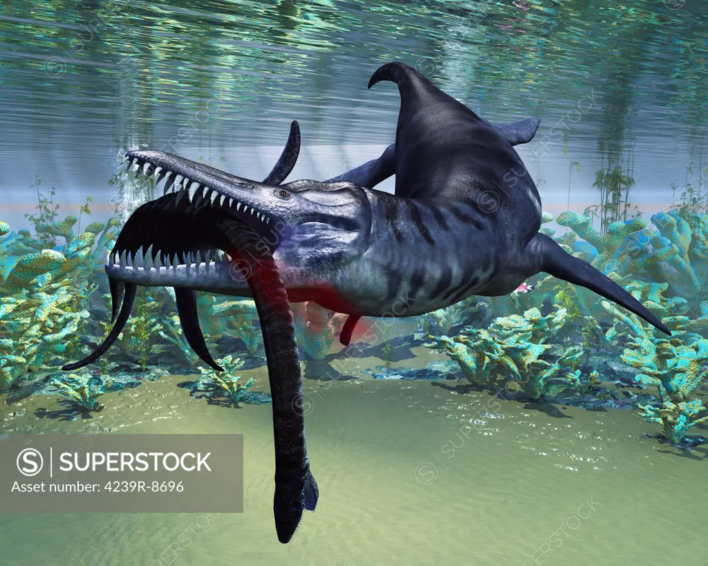 A hapless Plesiosaurus becomes a meal for the much larger Liopleurodon aquatic reptile.