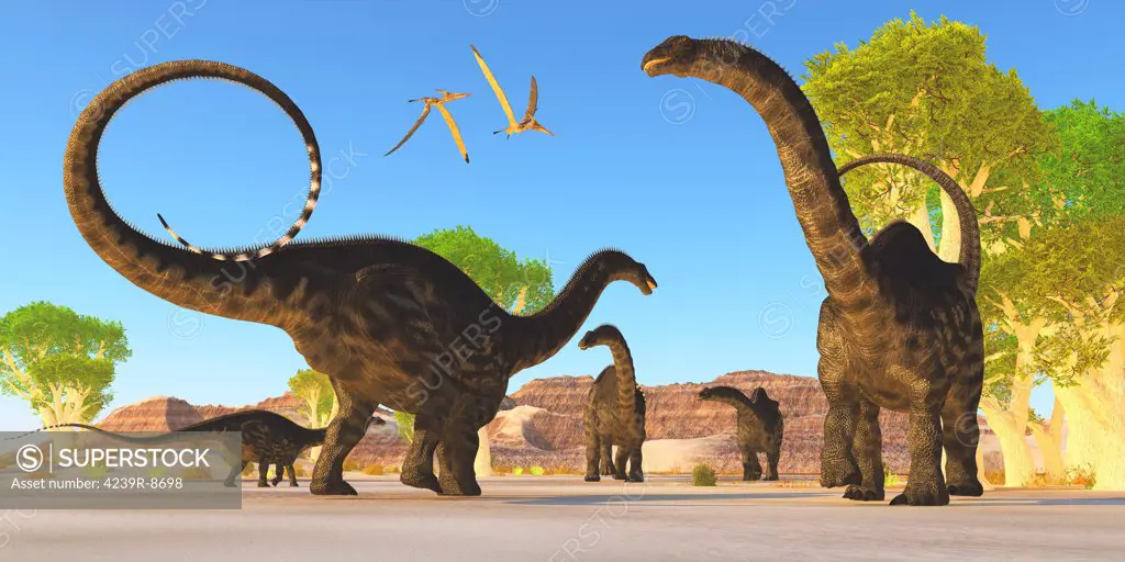 Two pterosaurs fly over a herd of Apatosaurus dinosaurs as they wander through a prehistoric forest.