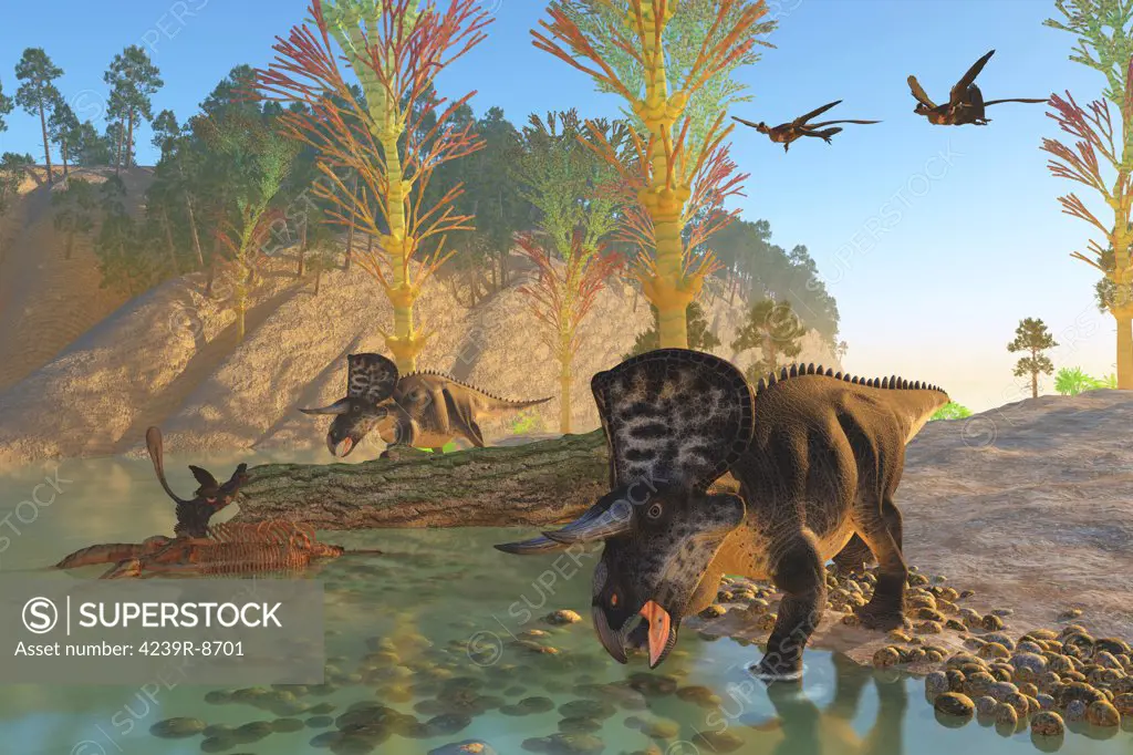 Two Microraptor birds fly in to join another sitting on an old skeleton as Zuniceratops dinosaurs come down to the river for a drink.