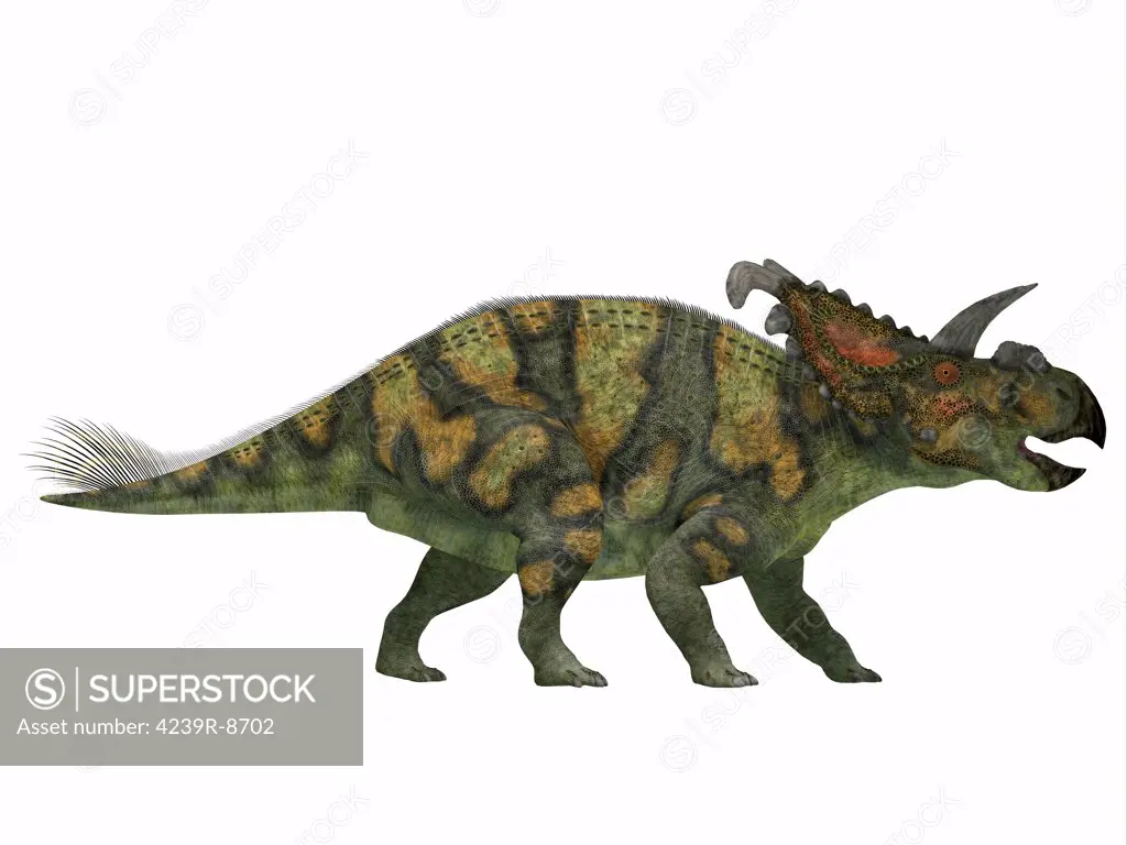 Albertaceratops, a member of ceratopsian dinosaur from the Upper Cretaceous Era.