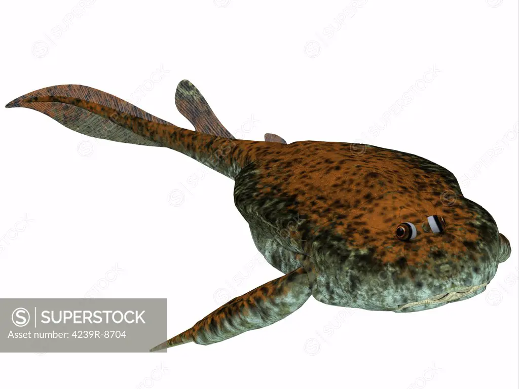 Bothriolepis, a freshwater detritivore (bottom feeder) which lived in the Devonian Period.