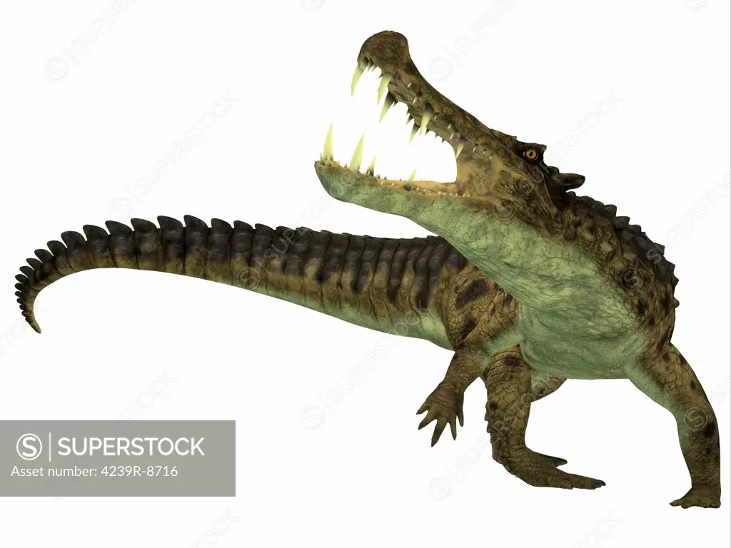 Kaprosuchus is an extinct genus of crocodile from the Upper Cretaceous of Niger, Africa.