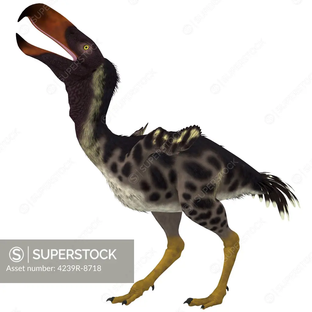 Kelenken is an extinct genus of giant flightless predatory birds that are called terror birds from the Miocene epoch.